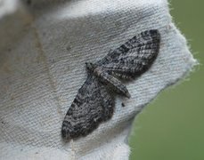 Eupithecia subfuscata