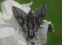 Sphinx pinastri (Pine Hawk-moth)