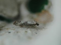 Prays fraxinella (Ash Bud Moth)