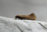 Elachista subalbidella (Buff Dwarf)