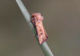 Mythimna conigera (Hvitflekkgressfly)