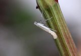 Aspilapteryx tringipennella (Ribwort Slender)