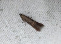 Monochroa lucidella (Buff-marked Neb)