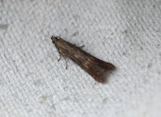 Monochroa lucidella