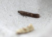Monochroa lucidella (Buff-marked Neb)