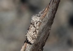 Calliteara abietis (Granbørstespinner)