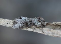 Polia hepatica (Buehakefly)