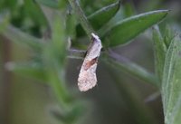 Cochylidia implicitana (Chamomile Conch)