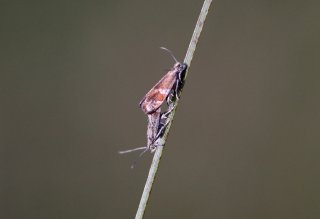 Epinotia cruciana (Rødflekket kveldvikler)