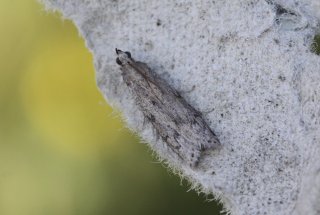 Vitula serratilineella (American Wax Moth)
