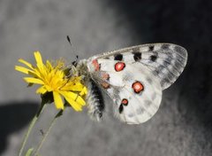 Parnassius apollo (Apollo Butterfly)
