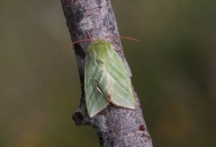 Pseudoips prasinana (Green Silver-lines)