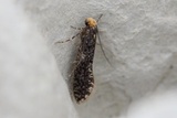 Monopis laevigella (Skin Moth)