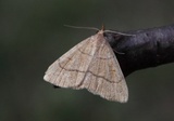 Paracolax tristalis (Gulbrunt viftefly)