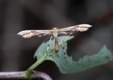 Cnaemidophorus rhododactyla (Rosefjærmøll)