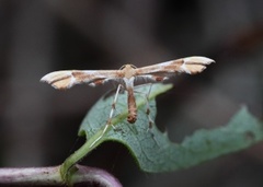 Cnaemidophorus rhododactyla (Rosefjærmøll)