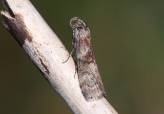 Phycita roborella (Dotted Oak Knot-horn)