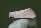 Arenostola phragmitidis (Glansrørfly)