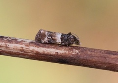Lobesia bicinctana (Smørbukkskuddvikler)