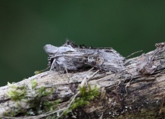 Cucullia gnaphalii (Gullrishettefly)