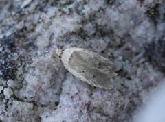 Agonopterix curvipunctosa (Powdered Flat-body)