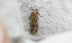 Pexicopia malvella (Hollyhock Seed Moth)