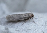 Achroia grisella (Lesser Wax Moth)