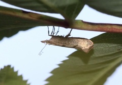 Ypsolopha alpella (Barred Smudge)