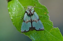 Staurophora celsia (Grønnbåndet rotfly)