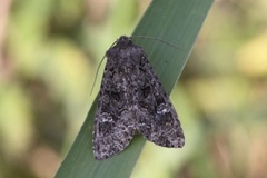 Mamestra brassicae (Kålfly)