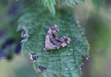 Anthophila fabriciana (Common Nettle-tap)
