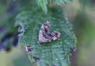 Anthophila fabriciana (Common Nettle-tap)