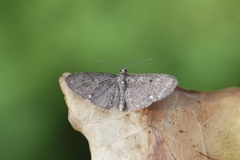 Eupithecia tripunctaria (Hvitflekkdvergmåler)