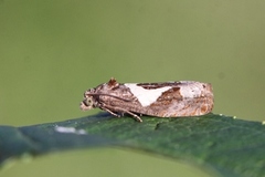 Epiblema foenella (White-foot Bell)