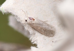 Spodoptera exigua (Vandresteppefly)
