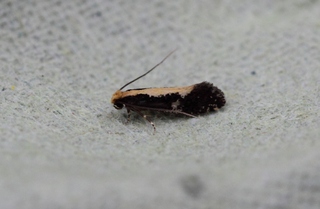 Monopis obviella (Yellow-backed Clothes Moth)