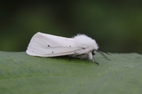 Spilosoma urticae (Hvit tigerspinner)