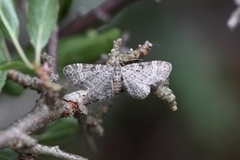 Pasiphila chloerata (Slåpetornblomstmåler)