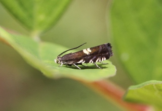 Grapholita pallifrontana (Lakrismjeltfrøvikler)