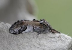 Notodonta ziczac (Pebble Prominent)