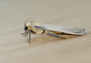 Lithosia quadra (Four-spotted Footman)