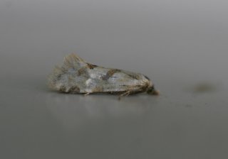 Aethes smeathmanniana (Yarrow Conch)