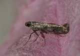 Gracillaria syringella (Lilac Leafminer)