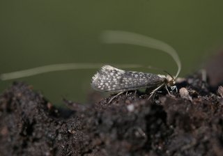 Nematopogon robertella