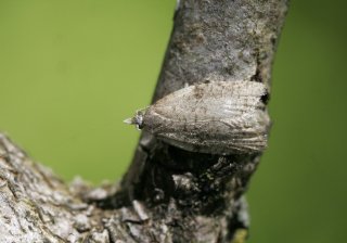 Capua vulgana (Common Tortrix)