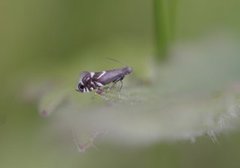 Glyphipterix simpliciella (Cocksfoot Moth)