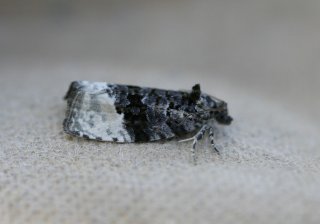 Apotomis betuletana (Birch Marble)