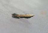 Monochroa cytisella