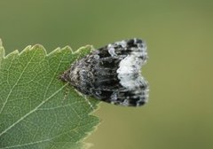 Deltote pygarga (Hvitkantglansfly)