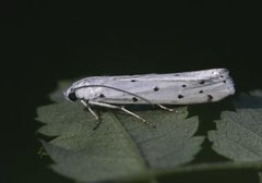 Myelois circumvoluta (Thistle Ermine)